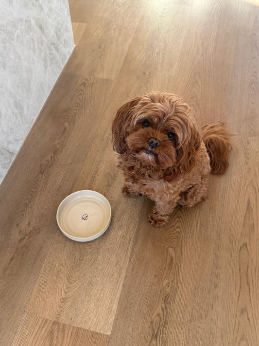 Agathe Pet Bowl