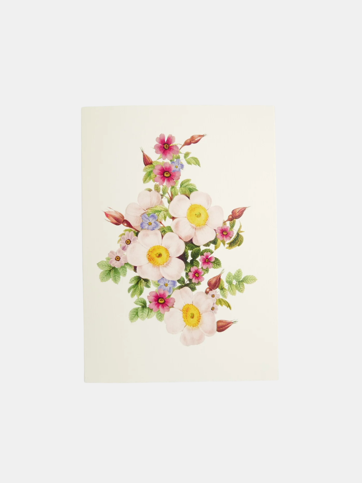 Garden Rose Bush