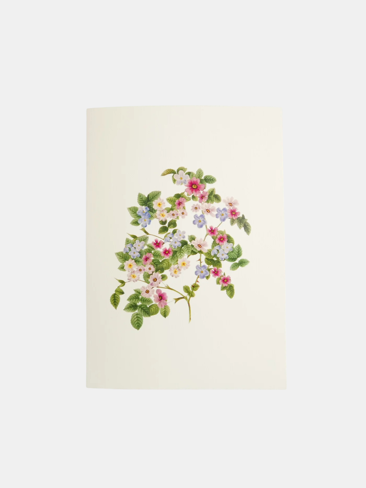 Forget Me Not Bush