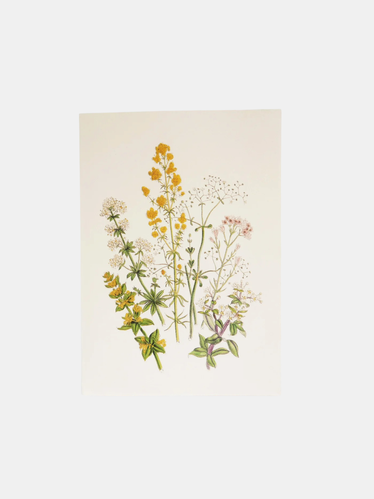 Wild Madder